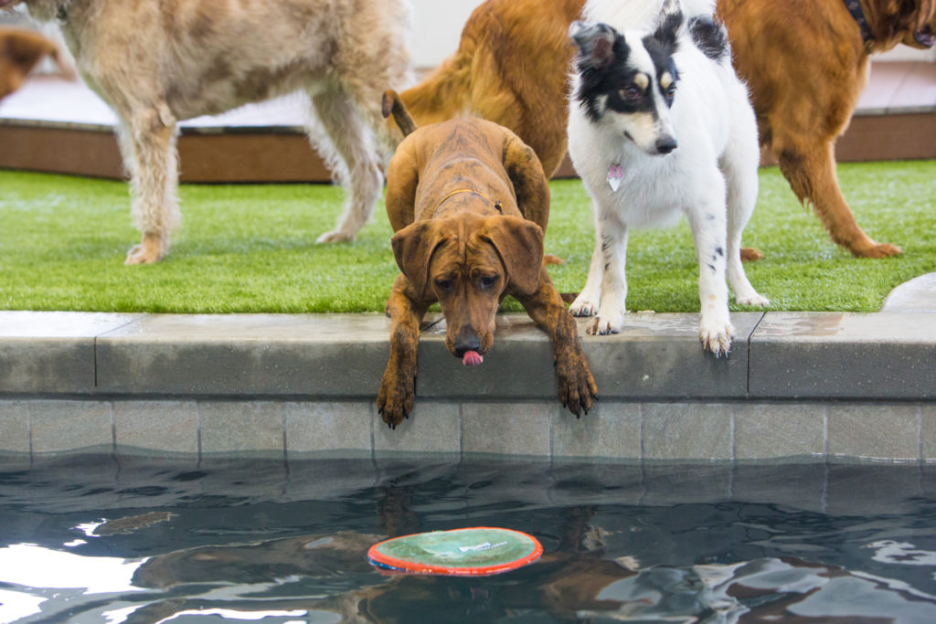 Several dogs at Unleashed Dog Hotel Trying to get a toy form the pool.