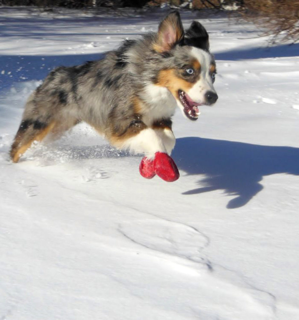 A little dog jumping through the snow with his winter boots on.