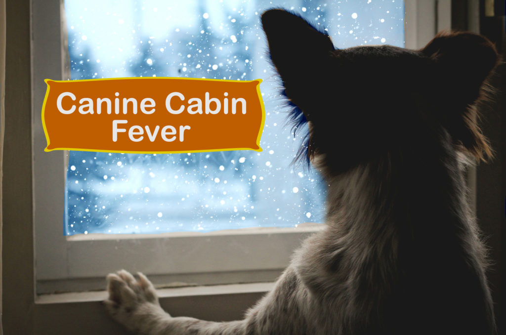 Indoor activities for dogs with cabin fever