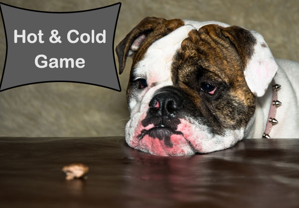 Dog playing the hot and cold game and resting their head on the table. thsi game helps prevent canine cabin fever.